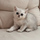 British Shorthair Erkek