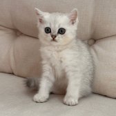 British Shorthair Erkek