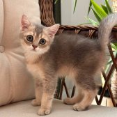 British Shorthair Dişi 