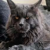 Muhteşem Renk Ve Dopdolu Secereli Safkan Maine Coon