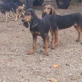 4aylık İtalyan Av Köpeği