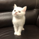 Safkan British Shorthair