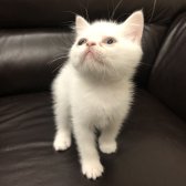 Safkan British Shorthair