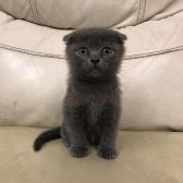 Safkan Scottish Fold Yavrular