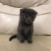 Safkan Scottish Fold Yavrular