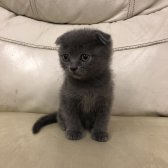 Safkan Scottish Fold Yavrular