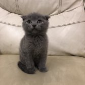 Safkan Scottish Fold Yavrular