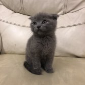 Safkan Scottish Fold Yavrular