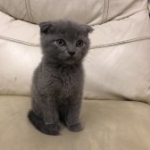 Safkan Scottish Fold Yavrular